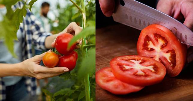 夏天最佳減肥聖品！番茄「生吃」或「加熱」營養價值大不同？營養師教你