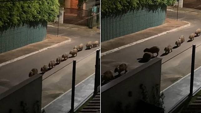 巴西有名女子半夜被吵醒後，意外目擊「一整排水豚」在馬路上遊行的畫面。（圖／翻攝自TikTok@lu.castellie）