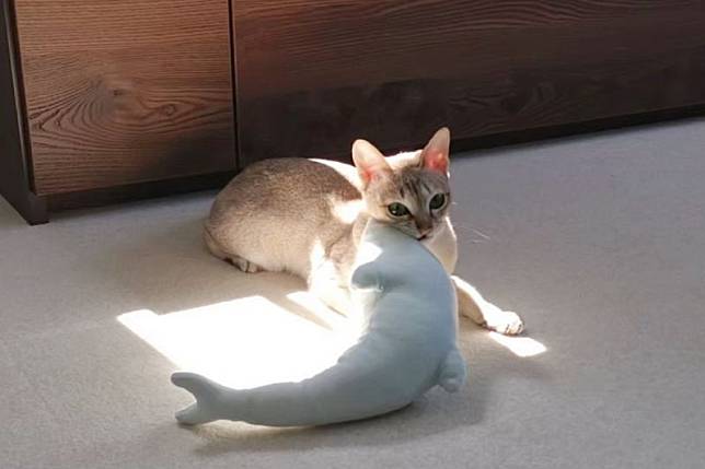 貓貓做家事？牠將最愛的玩具放到陽光下，慵懶躺下：「一起曬暖暖」。（圖／Twitter：iamcat_lulu）
