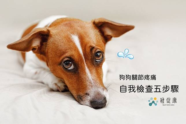 用三分鐘看狗狗走路找出腿部問題