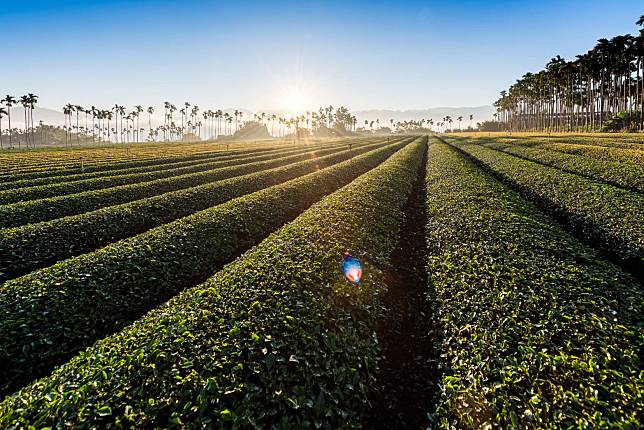 《茶の魔手》所擁有之契作面積約51萬坪，其年產量高達170萬台斤。(圖:茶之魔手提供）