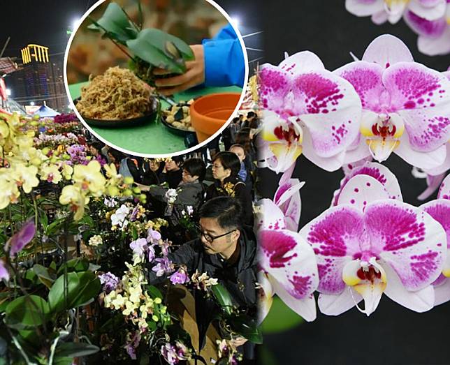 愈來愈多人愛買蝴蝶蘭慶新春，有專家教大家如何讓凋謝了的蘭花再次盛放。資料圖片及影片截圖