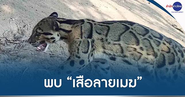 พบ “เสือลายเมฆ” เขตรักษาพันธุ์สัตว์ป่ายอดโดม