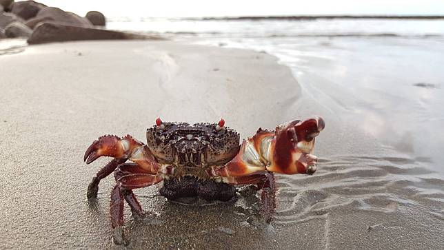 藻礁區可愛的司氏酋婦蟹 (pebble crab) (圖片來源：Mission Blue) 