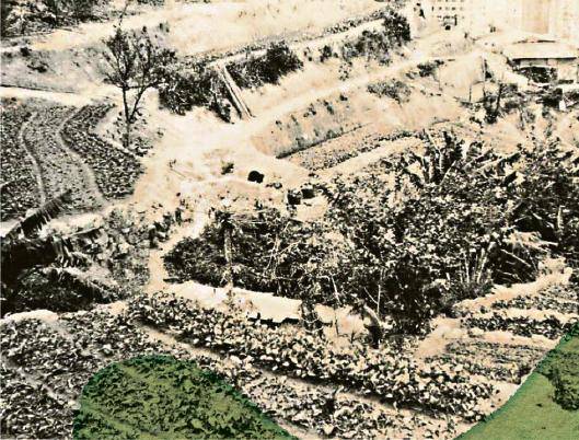 在1960年代，已見有居民在石梨坑村種植，此舊照中見一級一級梯田，到今天村中仍見種菜及水果，不過已非謀生之用。（受訪者提供）