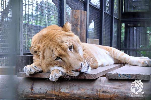 十二歲獅虎「阿彪」已邁入中年，屏科大野生動物收容中心細心照料，盼能延長牠的壽命。（圖片來源／翻攝屏東科技大學保育類野生動物收容中心臉書）