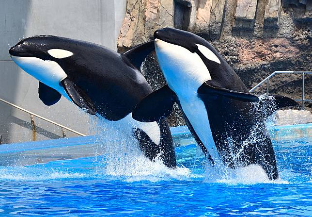 名古屋景點：名古屋港水族館日本超大規模水族館之一/震撼力十足的虎鯨