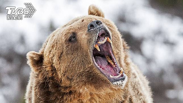 烏茲別克一間動物園發生棕熊攻擊人的恐怖意外。（示意圖／shutterstock達志影像）