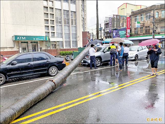 雲林縣西螺延平老街第一銀行西螺分行前一棵五層樓高的椰子樹，昨天不堪強風、大雨倒下，壓到停在路旁的休旅車。(記者黃淑莉攝)