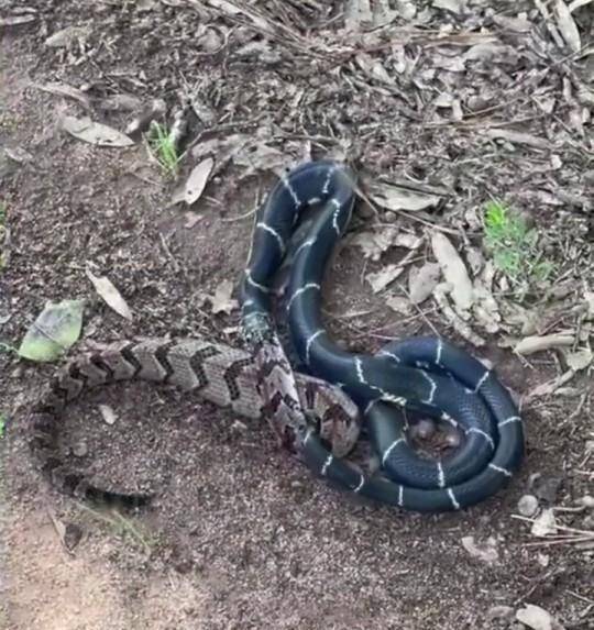 王蛇殺害並吞噬比牠大且有毒的響尾蛇。（翻自喬治亞州環境部臉書）