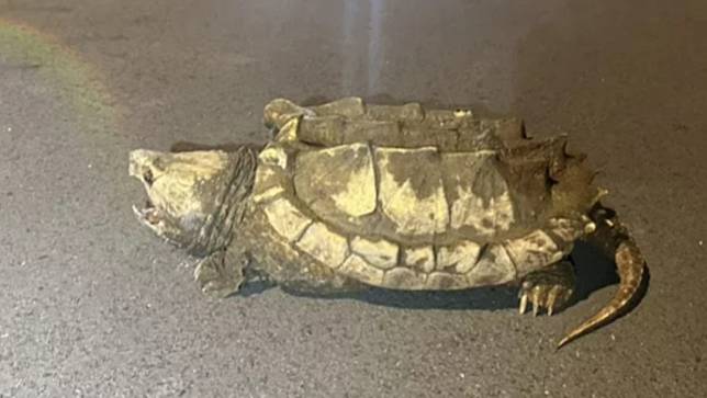 鱷龜逛大街，其咬力不可小覷。翻攝畫面