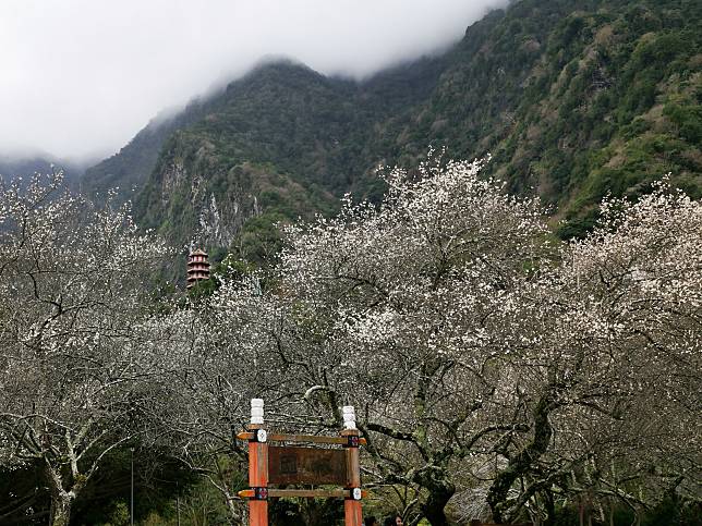 太魯閣祥德寺前，梅花盛開之景。（太魯閣晶英酒店提供）