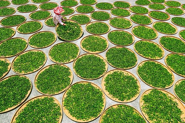 ▲曬三芝櫻花紅茶的情景宛如一幅畫（圖 / 交通部觀光局北觀處）