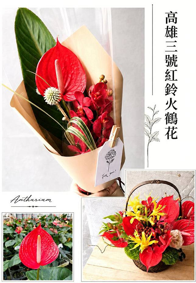 台灣市佔率最高的是高雄農改場育成的紅鈴。（照片提供／黃雅玲；製圖／上下游）