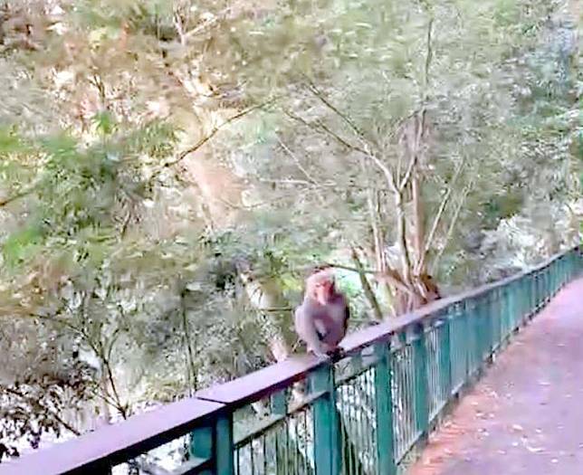 日月潭「九蛙疊像」對外步道一帶最近常可看到猴子爬上護欄活動的身影。(圖由民眾提供)