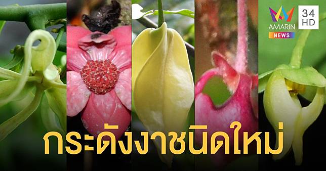 คณะนักวิจัย ม.เชียงใหม่ ค้นพบ กระดังงา 5 ชนิดใหม่ของโลก