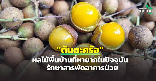 Webnewsต้นตะคร้อ 01