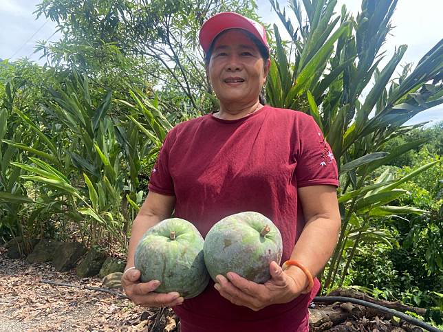 南化世界第一芒果，像快成熟的椰子般大。（記者張淑娟攝）