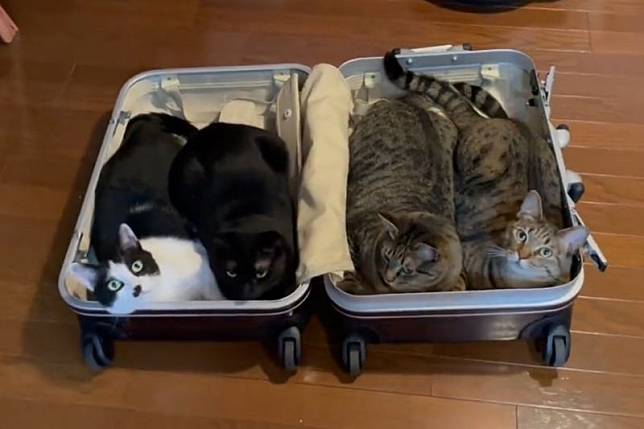 主人收拾行李箱，4貓齊心塞滿箱子阻撓：「別離開我們」。（圖／Twitter：4cats_quartet）