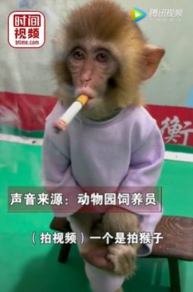 中國一動物園讓幼猴抽菸，涉嫌虐待   圖 : 翻攝自騰訊網