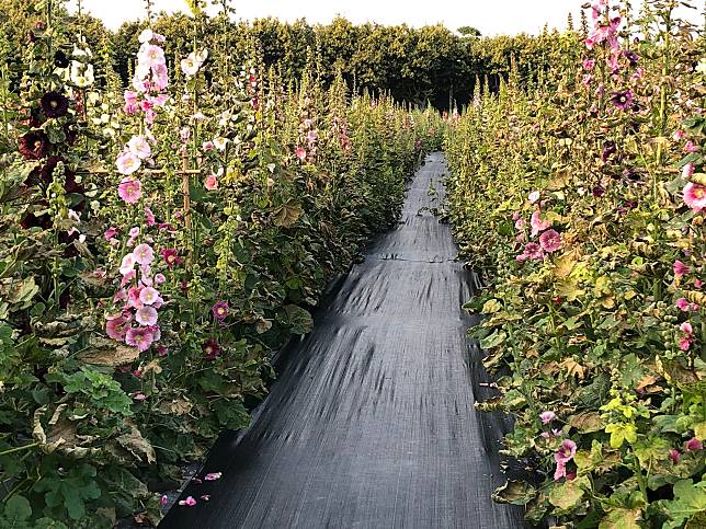 蜀葵花疑遭「荼毒」