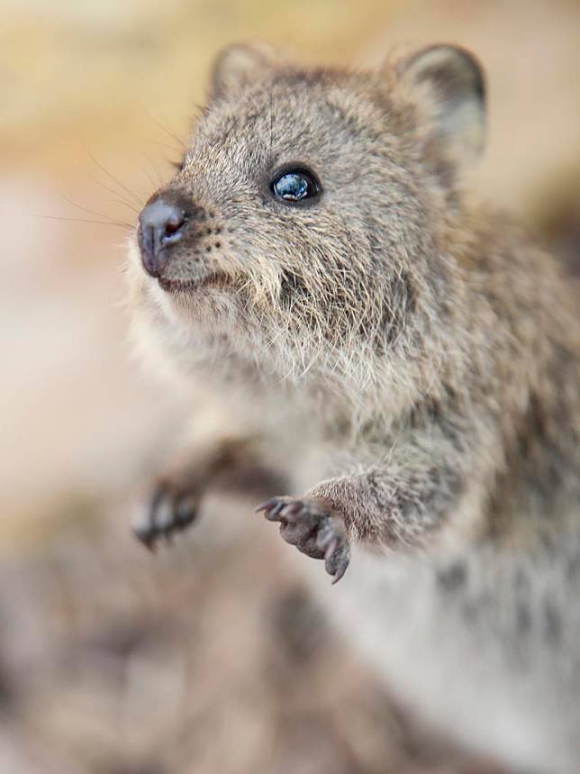 A quokka is seen on the Rottnest Island in Australia, Oct. 25, 2024. (Xinhua/Ma Ping)