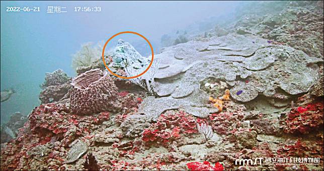台灣章魚界的大哥大藍蛸大章魚，現身基隆潮境海灣礁石區。(海科館提供)