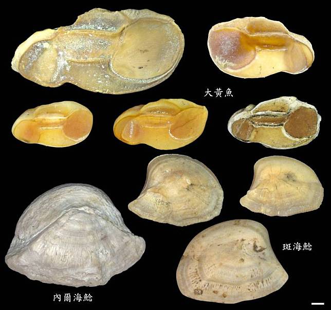 中研院生物多樣性研究中心助研究員林千翔表示，可以從魚耳石回推魚的種類、大小、數量。(林千翔提供)