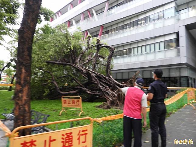 高市府鳳山行中心前的大榕樹，突然倒塌。(記者葛祐豪攝)