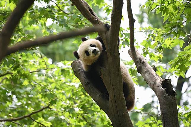 Giant panda Le Le frolics on a tree branch at the Dujiangyan base of the China Conservation and Research Center for the Giant Panda in Chengdu, southwest China's Sichuan Province, April 19, 2024. (Xinhua/Xu Bingjie)