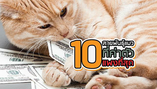 10 อันดับสายพันธุ์แมวที่ค่าตัวแพงที่สุด