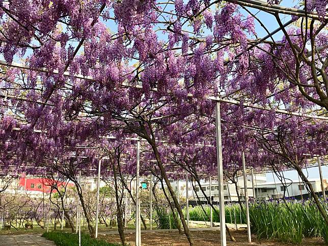 紫藤花約莫在3月底~4月初盛開，下周開始就正式進入紫藤花季。   圖：翻攝自紫藤咖啡園 （二店）臉書