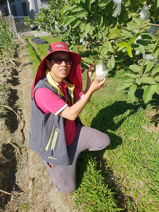 彰化社頭好瀚農場的主人蕭稟瀚，推廣食農教育不遺餘力，認真地向消費者介紹番石榴挑選要點。（圖/徐秀芳）