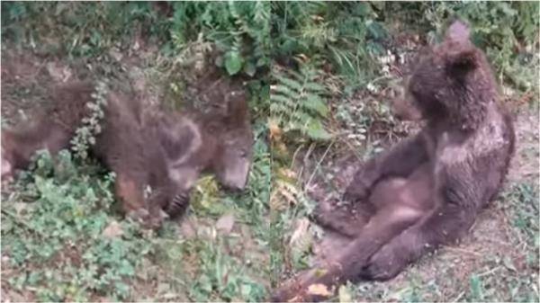 土耳其一隻小棕熊被人發現「醉倒」在路邊。截自FB＠T.C. Tarım ve Orman Bakanlığı