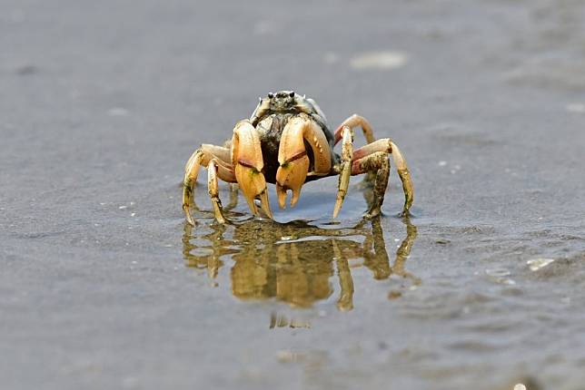 竹市香山濕地指標性底棲動物特有物種「台灣招潮蟹」從民國九十五年一點三萬隻到今年估算超過四十三萬隻，數量成長三十二倍。（記者曾芳蘭攝）