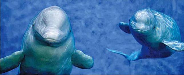英國默林娛樂自2012年買下了上海長風海洋世界後，一直安排白鯨小白、小灰的退休生活，今年這對來自俄羅斯的姊妹將在冰島的開放水域保護區重過新生。（SEA LIFE Trust Beluga Whale Sanctuary提供）