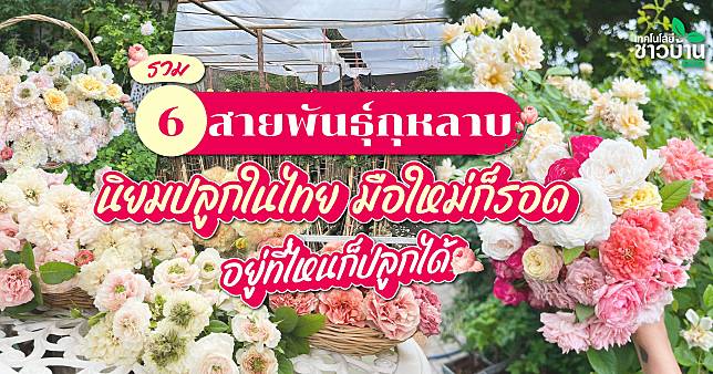 Coverwebสายพันธุ์กุหลาบ1