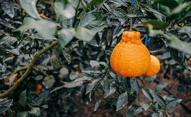 去濟州島必吃柑橘？這文化怎麼來的？