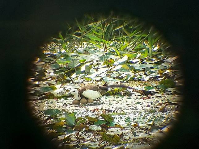 水雉園區進行台南市夏季水雉大調查，發現今年水雉數量較去年明顯增多。 （水雉園區提供）
