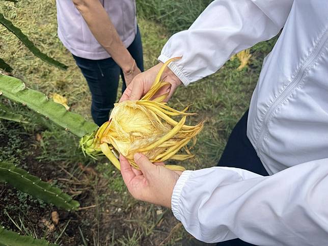 嘉義縣太保市紅龍果園受連日豪雨影響，花朵無法授粉且腐爛，果農忍痛將整園花朵全部割除。記者黃于凡／攝影