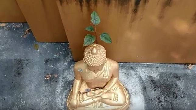 泰國一尊佛像後腦長小樹苗。圖／翻攝自Chiang Mai News YouTube