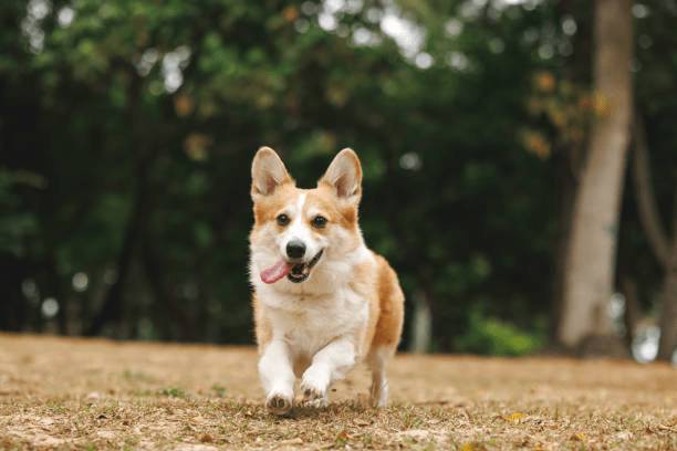 狗的視覺色彩感知相對簡單，主要是二色視覺。圖:istockphoto