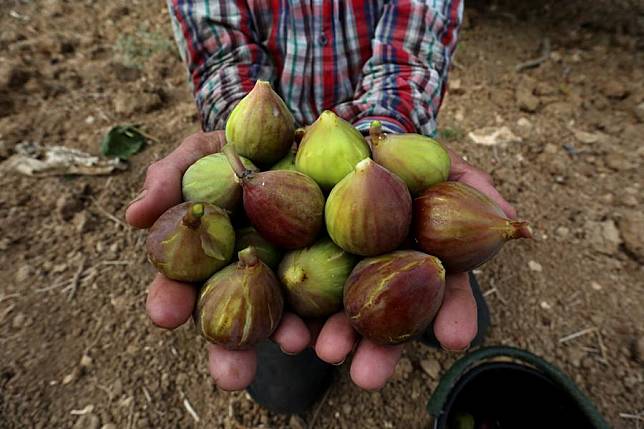 The son of Palestinian Nadia Asida displays harvested figs at their field in Tal village, west of the West Bank city of Nablus, on Aug. 19, 2022. (Photo by Nidal Eshtayeh/Xinhua)