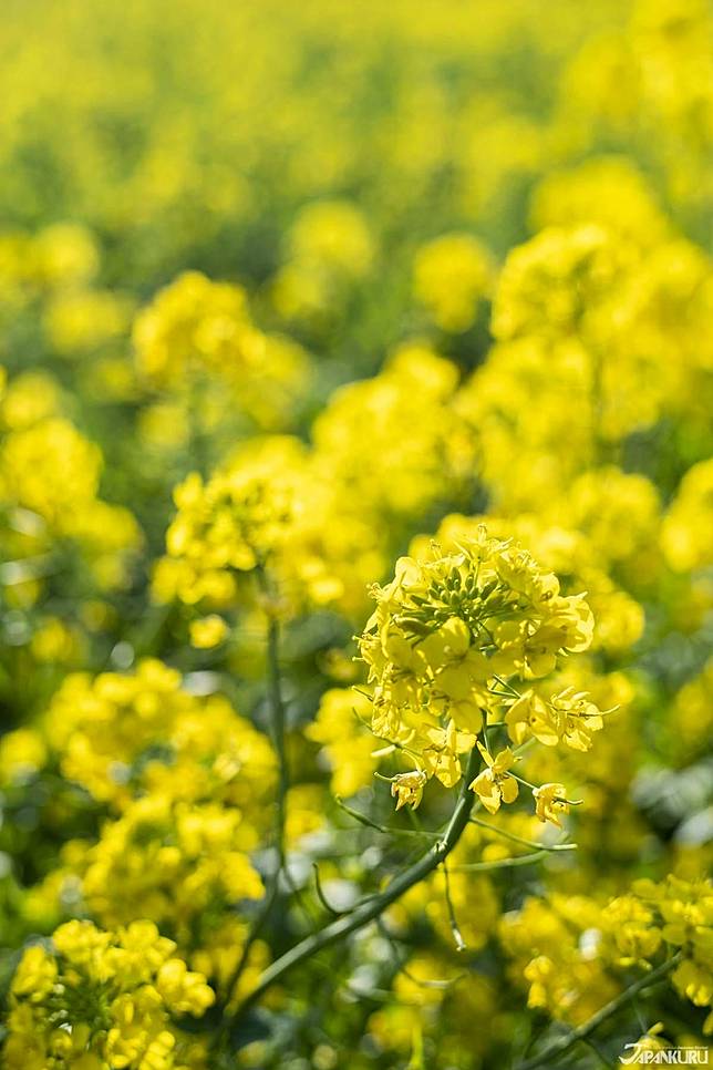 
<p><b>成田夢牧場（成田ゆめ牧場）</b></p><p>
地址：<a href=