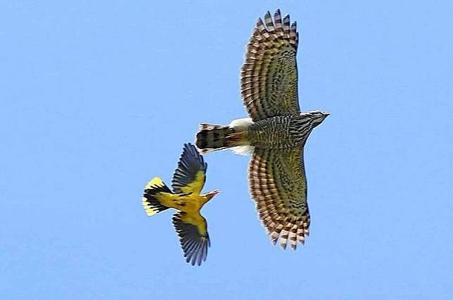 珍稀保育鳥類黃鸝為了保護雛鳥，奮力迎戰驅趕鳳頭蒼鷹。(拍鳥俱樂部鳥友黃耀輝拍攝提供)