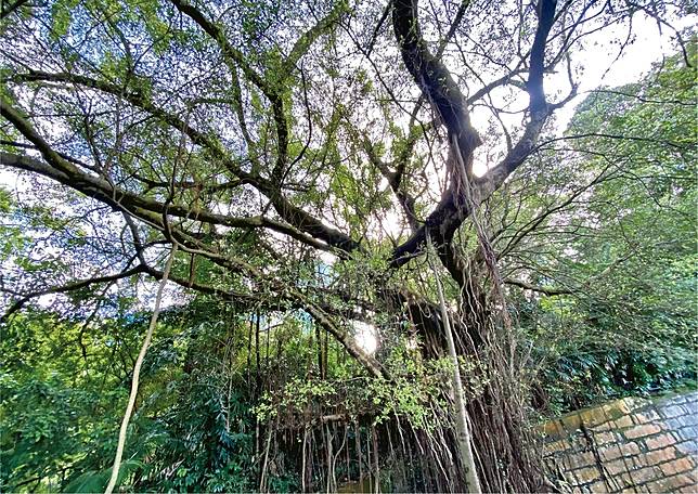 九龍公園的榕樹被榕蛾蠶食，部分樹枝禿了，袁達成說其中11棵屬古樹名木。（受訪者提供）
