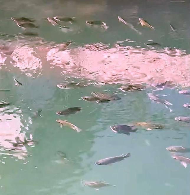 日月潭驚見成群台灣鯛從潭面下層往潭面浮游的異象，引發外界關注。(民眾莊涼火提供)