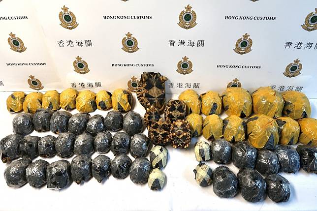 Hong Kong Customs seized 57 live turtles with an estimated market value of about $340,000 at Hong Kong International Airport. Photo: Handout