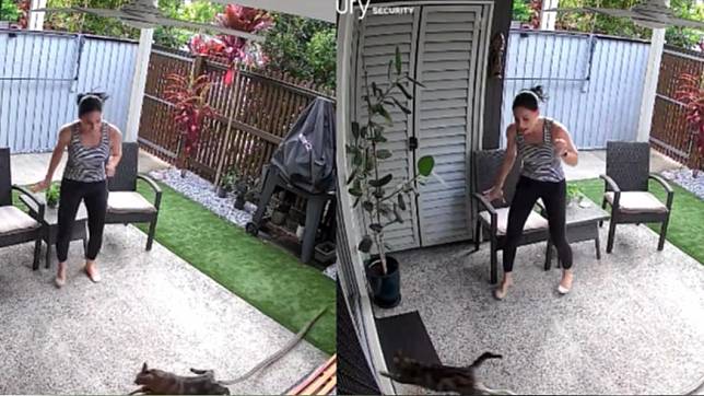 民宅主人看著貓咪身上纏著一條地毯蟒，大驚失色尖叫。（圖／翻攝自Sunshine Coast Snake Catchers 24/7臉書）