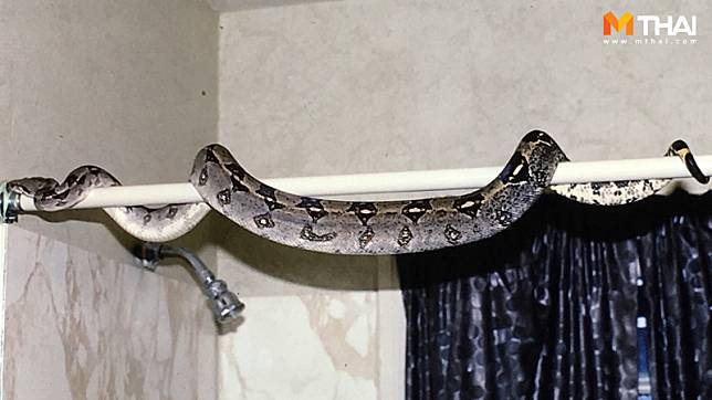 วิธีป้องกัน งูเข้าแอร์ งูโผล่จากชักโครกต้องรู้ที่มางูเข้าบ้านได้ยังไง